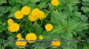 Удобрение из крапивы и одуванчиков