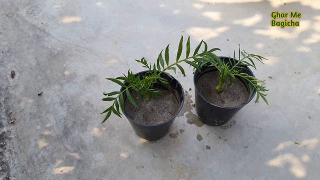 गेंदा की कटिंग लगाकर बनाएं हजारों पौधे / grow marigold from cutting / marigold смотреть онлайн