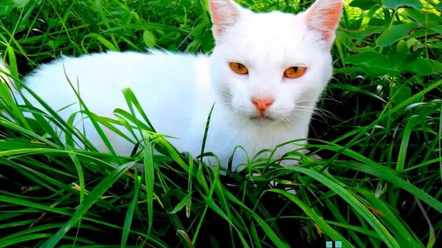 Песенка кота Леопольда Неприятность эту мы переживём смотреть онлайн