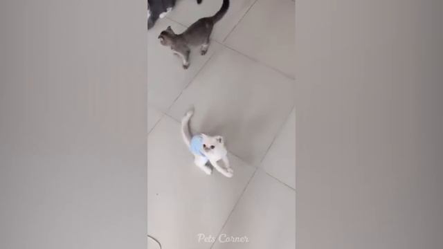Funniest Animals 2023 ? Best Funny Cats and Dogs ?? Part 20 | Pets Corner смотреть онлайн