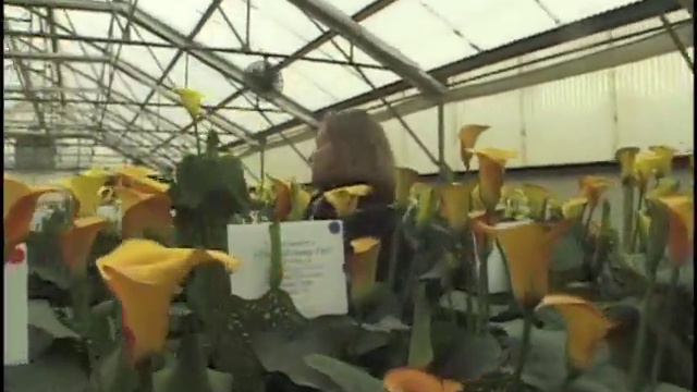 Golden State Bulb 1 смотреть онлайн