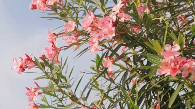 Garden of Serenity: A Flower's Tale смотреть онлайн