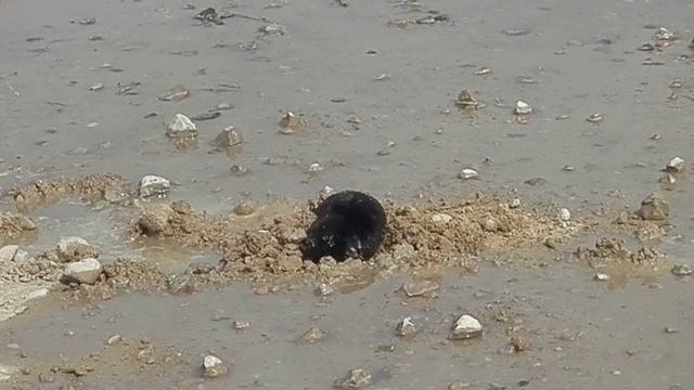 Mole digging a hole into gravel road / Крот роет пещеру на грунтовке смотреть онлайн