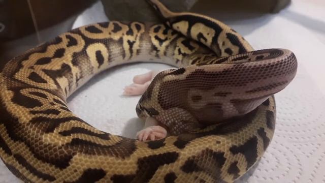 BALL PYTHON EATS MOUSE КОРОЛЕВСКИЙ ПИТОН ЕСТ МЫШЬ смотреть онлайн