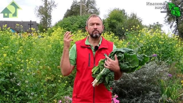ПОЧЕМУ МОЛОДАЯ ЛУЧШЕ СТАРОЙ? Потому что она гораздо лучше! Как правильно собирать поздний урожай? смотреть онлайн