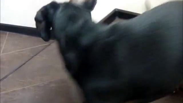 Игра сенегальского попугая и таксы-3