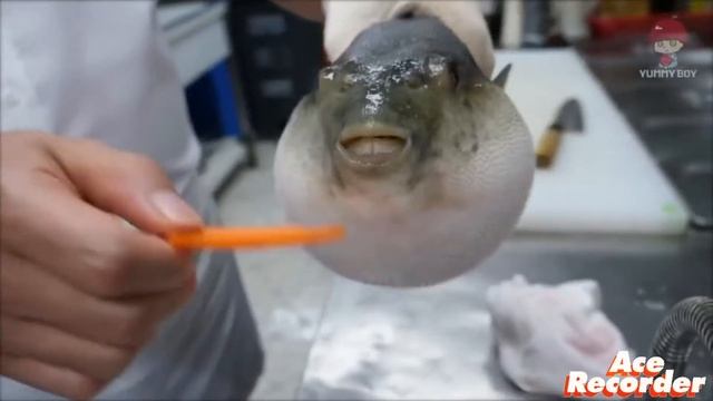Рыба Фугу ест морковь смотреть онлайн