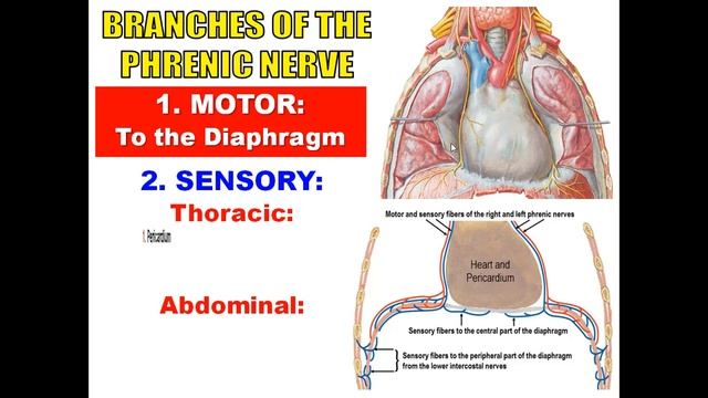 Mediastinum, Dr Adel Bondok смотреть онлайн