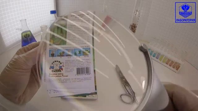 Огурец-корнишон Ангел F1. СеДеК смотреть онлайн