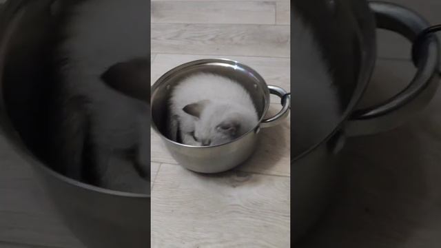 КОТ ЕДЕТ КУШАТЬ????????