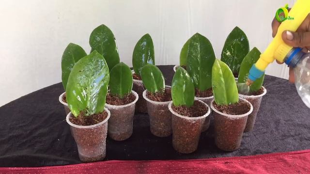 zz plant single leaf propagation/ zz plant /zamioculcas zamiifolia/zz update video/organic garden смотреть онлайн