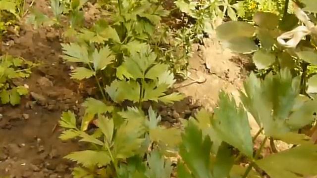 Telina - Planta medicinala -Farmacia naturii смотреть онлайн
