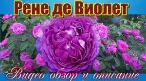 Роза Рене де Виолет (Шраб) --  Reine des Violettes (Millet-Malet, 1860)