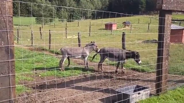 Любовь в мире животных смотреть онлайн