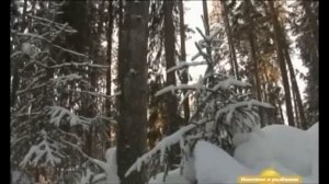 Капканный промысел