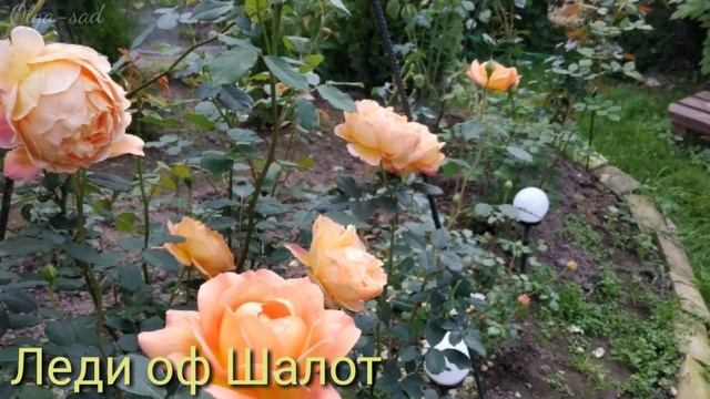 Розы Шрабы.Топ 10 сортов роз.Цветение 2019 г. смотреть онлайн