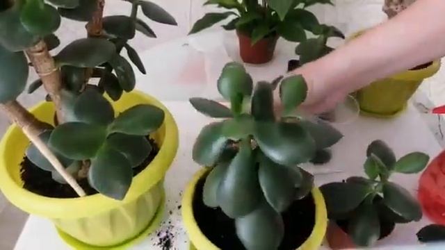 #Денежное дерево!? Как пересадить?! Как правильно ухаживать? смотреть онлайн