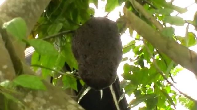 Малая индийская пчела. Аpis florea. ผึ้ง смотреть онлайн