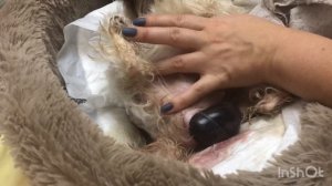 Роды Йоркширского терьера в домашних условиях. Впервые принимаю роды ?