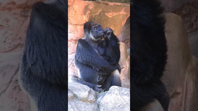 философ смотреть онлайн