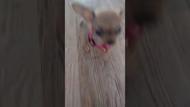 Бонита #микро#чихуахуа#chihuahua# смотреть онлайн