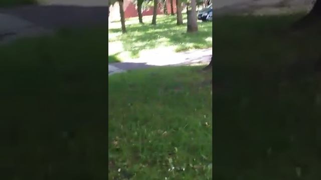 Белка в г.Хомутов.Чехия. смотреть онлайн