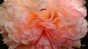 Пион травянистый Сэлмон Глори (paeonia salmon glory) ? обзор: как сажать, саженцы пиона Сэлмон Глор