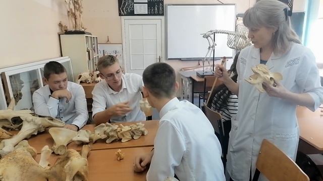 Видео обзор "Изучение строения скелета позвоночного столба, тазовой конечности, грудной конечности смотреть онлайн