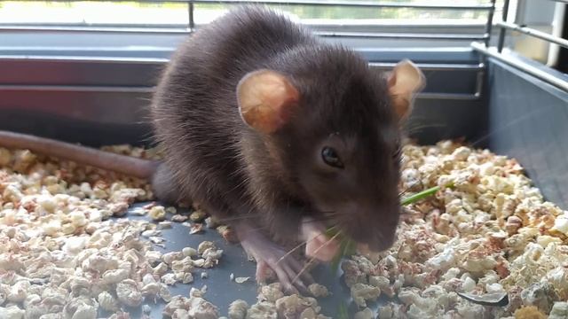 Домашняя крыса. Что ест декоративная крыса смотреть онлайн