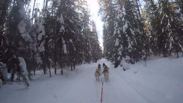 Хаски Рыбное смотреть онлайн