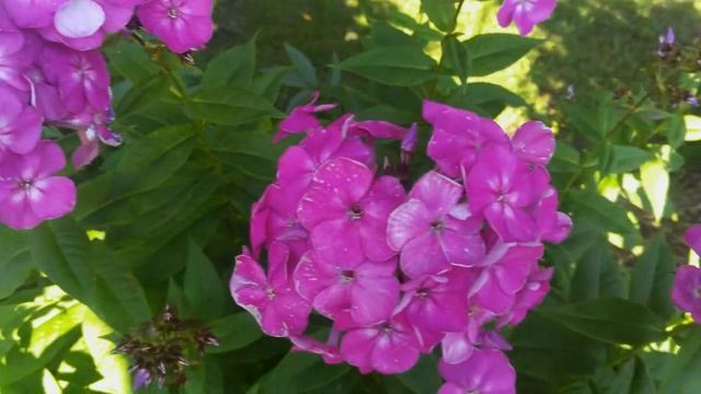 Очень красивые сиреневые цветы ,крупный план, красивая природа в HD,очень красивые цветы смотреть онлайн