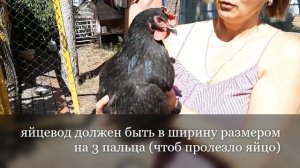 100% способ узнать несет яйцо кура или нет.