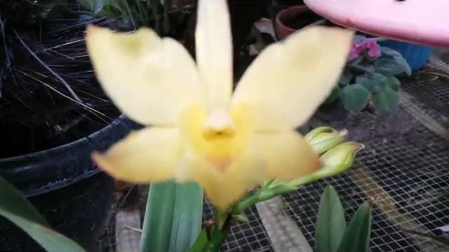 Iwanagara Apple Blossom - Anggrek Cattleya Hybrid