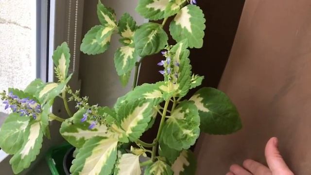 Цветение комнатных цветов в сентябре 2021 смотреть онлайн