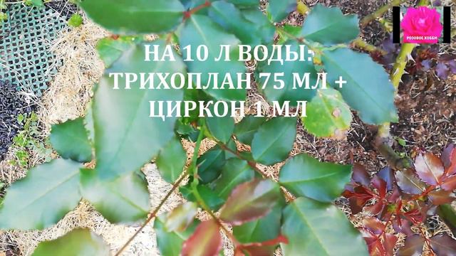 РОЗЫ. РЕЗУЛЬТАТ ЛЕЧЕНИЯ смотреть онлайн
