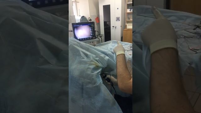 Курган Эндовет.Стентирование мочеточника у собаки Завершение