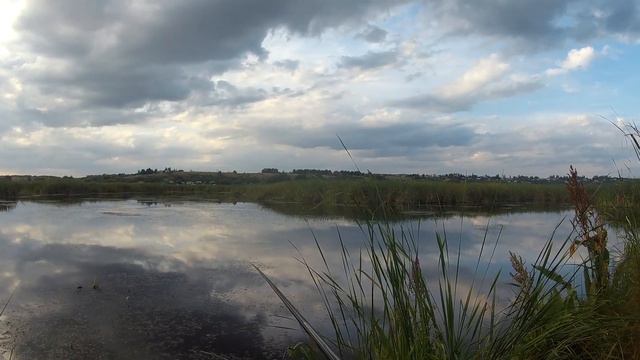 Вечерняя рыбалка на удочку среди камышей и в окружении лебедей смотреть онлайн