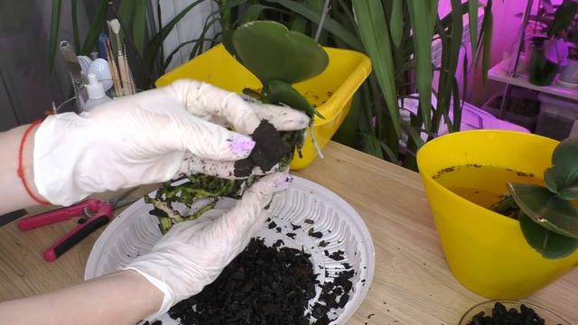 КРАСИВАЯ пересадка двух орхидей СИНГОЛО! РЕЗУЛЬТАТ СТОИТ ПОТРАЧЕННОГО ВРЕМЕНИ! смотреть онлайн