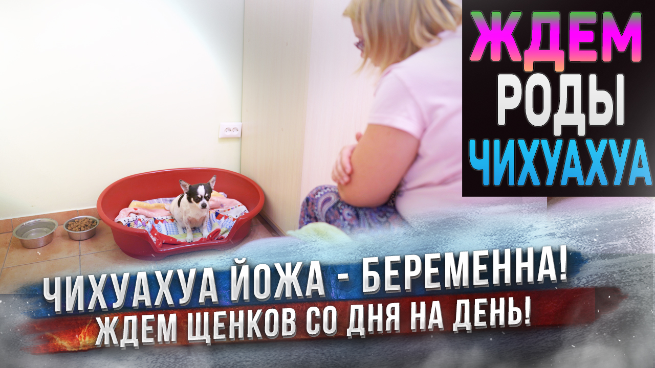 Чихуахуа на последних днях беременности! Ждем щенков! смотреть онлайн