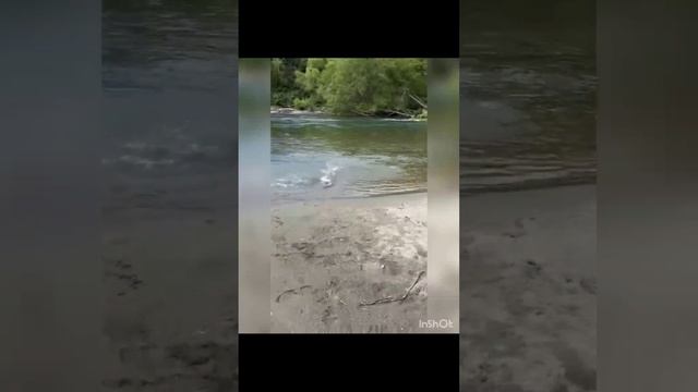 Ловля кеты на воблер 90 мм (25 гр) от Mr. Musurok