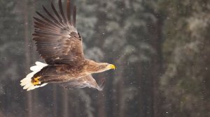 Клуб «Ориентир». Выпуск №1. Профессия орнитолог