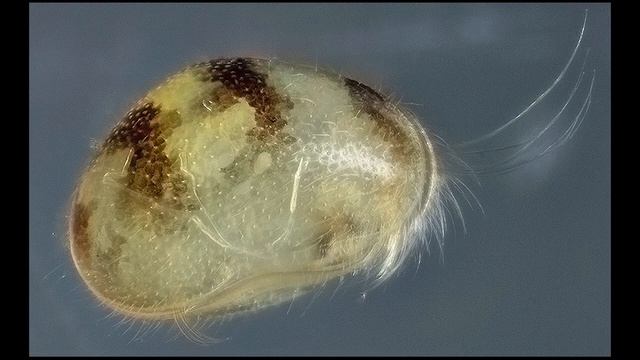 Ракушковые ракообразные