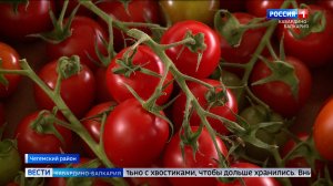 В Чегемском районе набирает обороты сбор томатов
