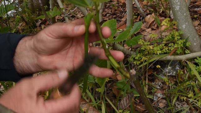 Grafting Fruit Trees _ Chip-Bud Grafting Fig Trees _ The Easiest Grafting Techni.mp4