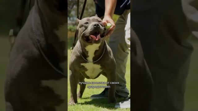 5 пород собак, не признанных FCI #shorts #собаки #кинология смотреть онлайн