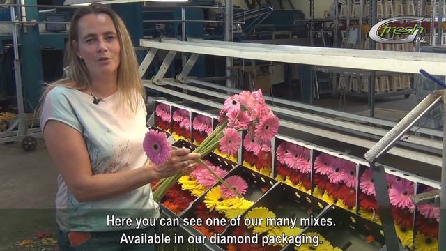 Gerbera Nursery | WB Gerberas