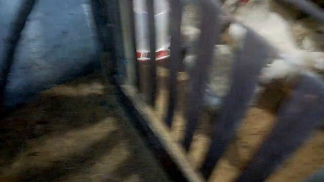 Бройлера из своих яиц. Буду экспериментировать. Бройлера несут яйца. смотреть онлайн