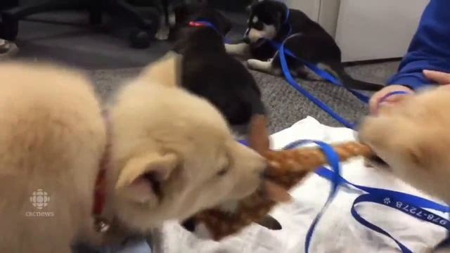 Puppy parties create fun, cuddly way to support a good cause смотреть онлайн