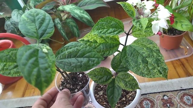 Как красиво цветет клеродендрум сплеш. смотреть онлайн