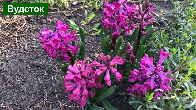 Гиацинт - самый лучший весенний первоцвет!